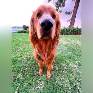 Meet your Posher, Victoria